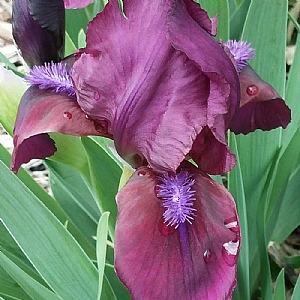 Iris 'Cherry Garden'