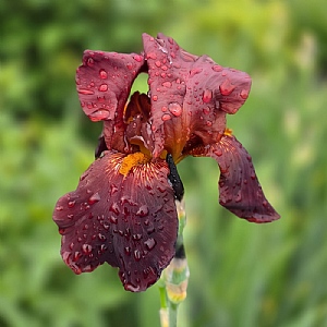 Iris 'Cimarron Strip'