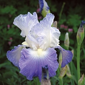 Iris 'Clarence'