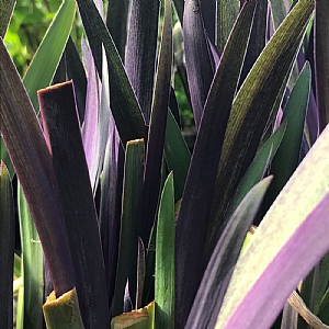 Iris x robusta 'Dark Aura'