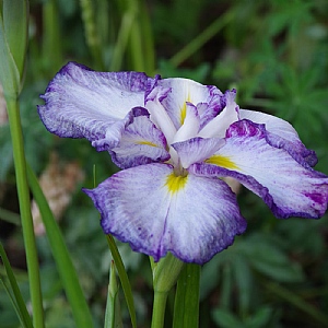 Iris sibirica 'Harlequinesque'