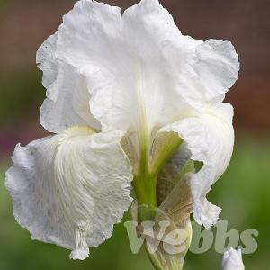 Iris germanica 'Immortality'