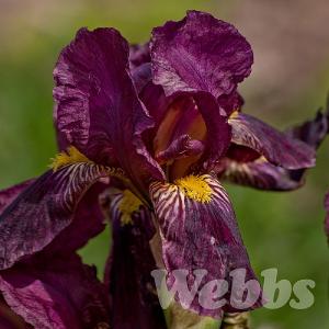 Iris germanica'Red Orchid'