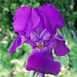 Iris 'Rosalie Figge'