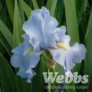Iris 'Jane Phillips'