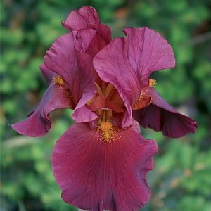 Iris 'War Chief'