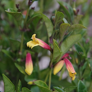 Jacobinia pauciflora 'Firefly'
