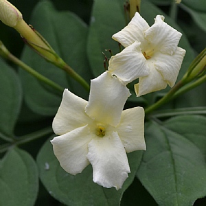 Jasminum officinale 'Clotted Cream'