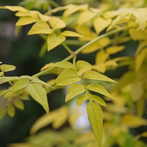 Jasminum officinale 'Fiona Sunrise'