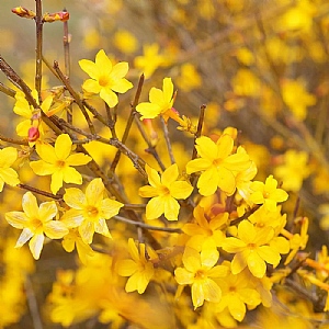 Jasminum nudiflorum