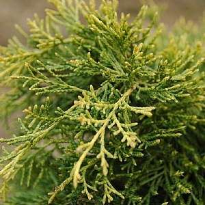 Juniperus x media 'Old Gold'