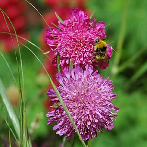 Knautia macedonica 'Melton Pastels'