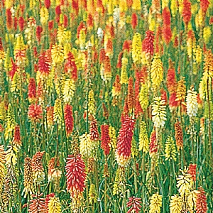 Kniphophia Flamenco