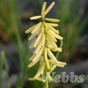Kniphofia 'Little Maid'