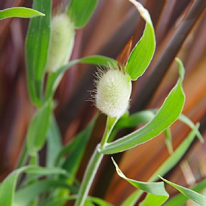 Lagurus ovatus 'Bunny Tails'