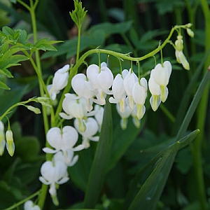 Lamprocapnos spectabilis 'Alba'