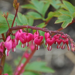 Lamprocapnos (syn: Dicentra) spectabilis