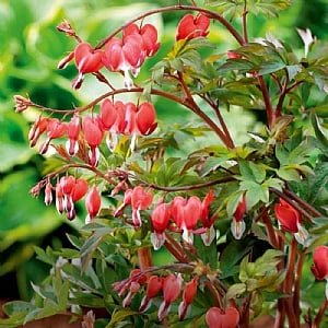 Lamprocapnos spectabilis 'Valentine'