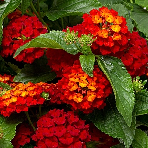 Lantana 'Hot Blooded Red'