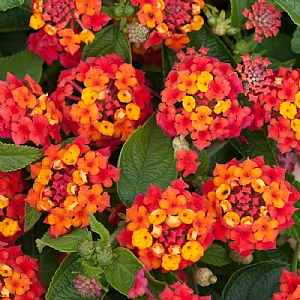 Lantana camara 'Lucky Red Flame'