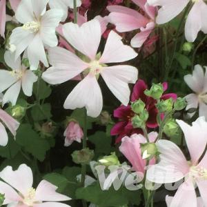 Lavatera 'Duet'