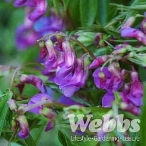 Lathyrus vernus
