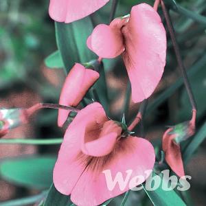 Lathyrus latifolius 'Pink Pearl'
