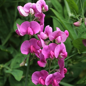 Lathyrus latifolius 'Red Pearl'