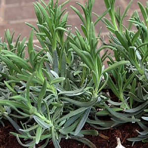 Lavandula angustifolia (English Lavender)