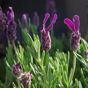 Lavandula 'Anouk Deluxe Purple'