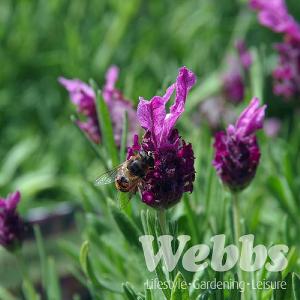 Lavandula stoechas 'Antibes'