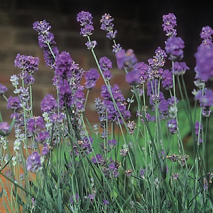 Lavender 'Arabian Nights'