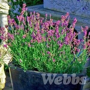 Lavandula angustifolia 'Aromatico Blue'