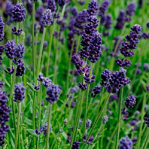 Lavandula 'Valence Dark Violet'