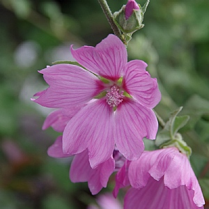 Lavatera x clementii 'Barnsley'
