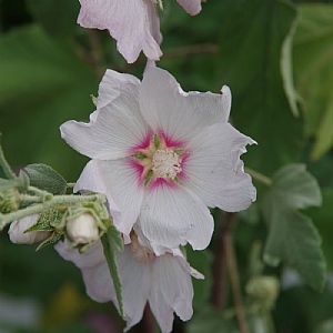 Lavatera 'Barnsley Silver'