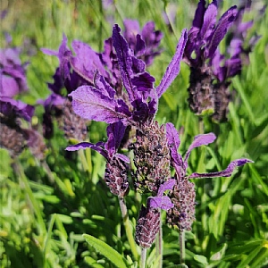 Lavandula 'Bella Toscane'