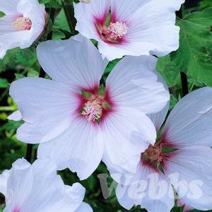 Lavatera x clementii 'Blushing Bride'