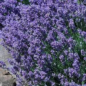Lavandula angustifolia 'Blue Cushion'
