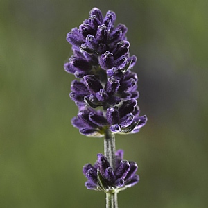 Lavandula angustifolia 'Blue Scent'