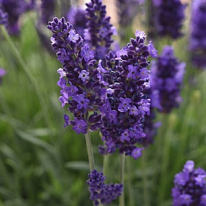 Lavandula angustifolia 'Blue Spear'