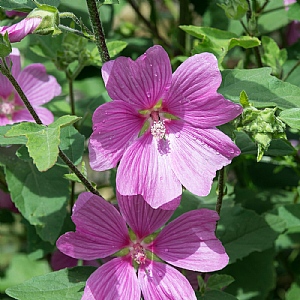 Lavatera 'Burgundy Wine'