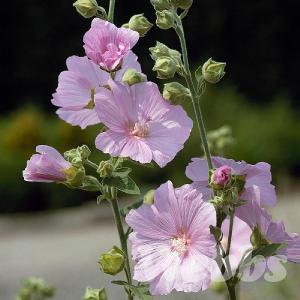 Lavatera x clementii 'Candy Floss'