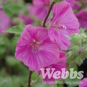 Lavatera x clementii 'Bredon Springs'