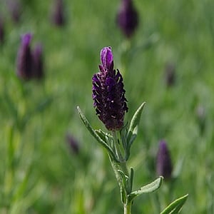 Lavandula stoechas 'Devonshire Compact'