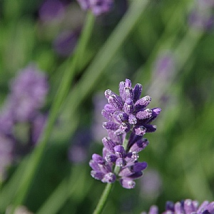 Lavandula angustifolia 'Essence Purple'