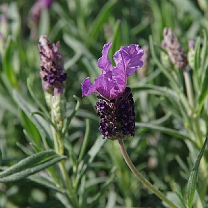 Lavandula stoechas 'Fairy Wings Purple'