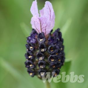 Lavandula stoechas' Fathead'