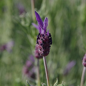 Lavandula stoechas 'Flaming Purple'