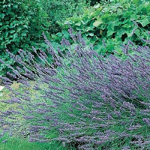 Lavandula x intermedia 'Grosso'